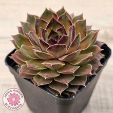 Load image into Gallery viewer, Sempervivum 'Bernstein'