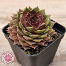 Load image into Gallery viewer, Sempervivum 'Bernstein'