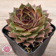 Load image into Gallery viewer, Sempervivum 'Bernstein'