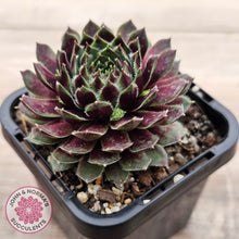 Load image into Gallery viewer, Sempervivum Black Mini
