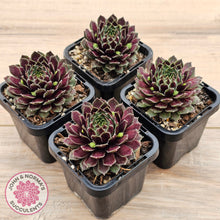 Load image into Gallery viewer, Sempervivum Black Mini
