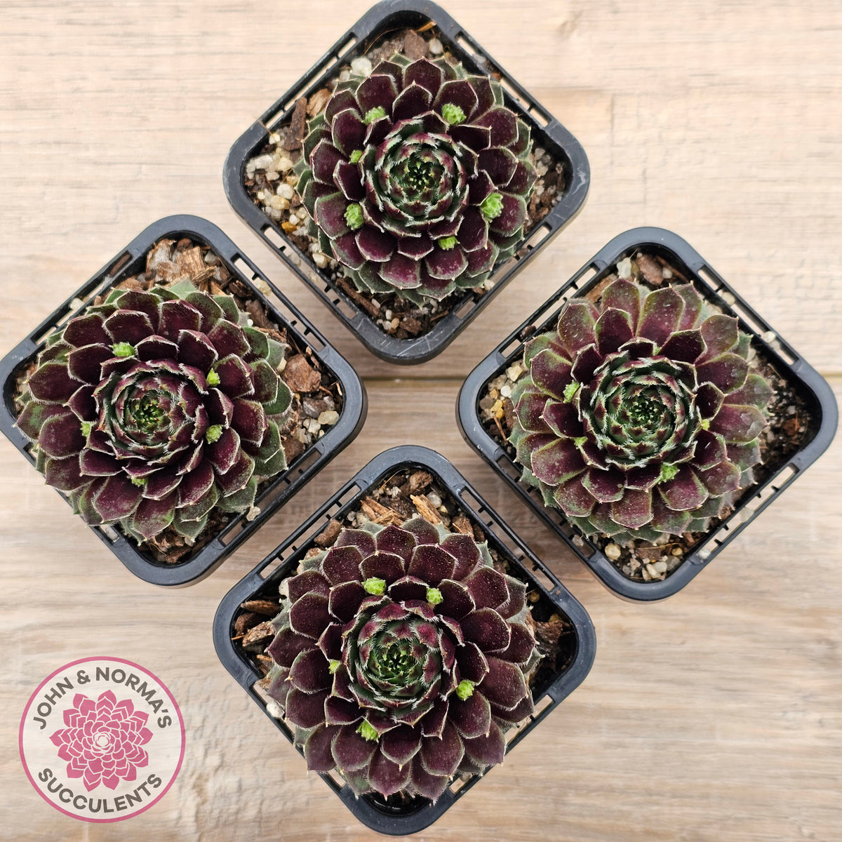 Sempervivum Black Mini