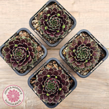 Load image into Gallery viewer, Sempervivum Black Mini