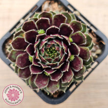 Load image into Gallery viewer, Sempervivum Black Mini