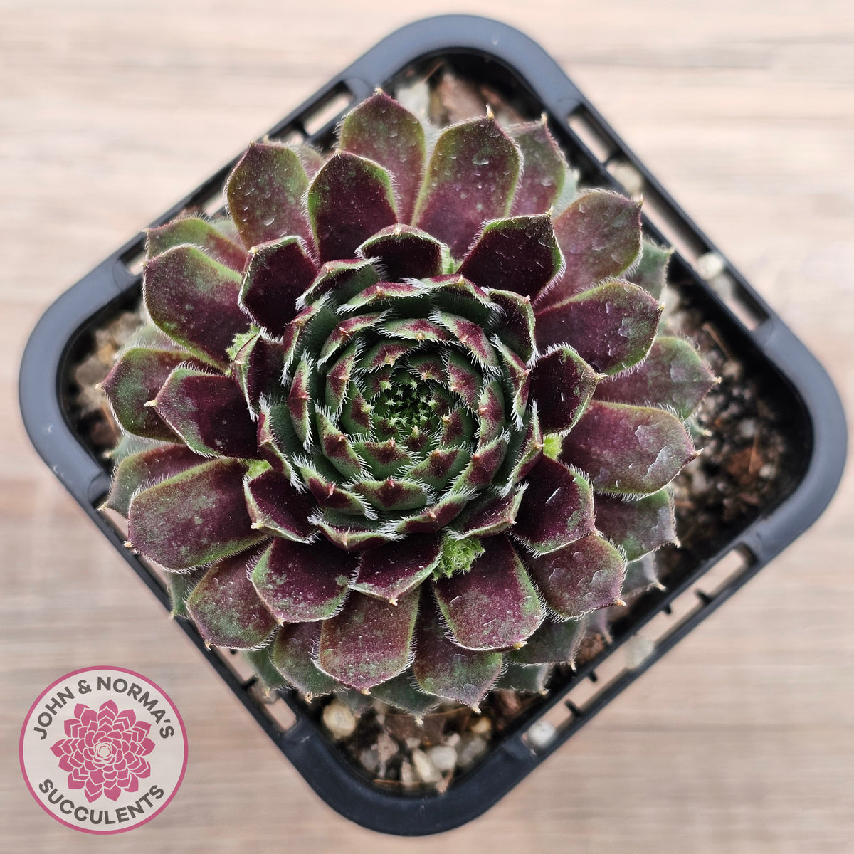 Sempervivum Black Mini