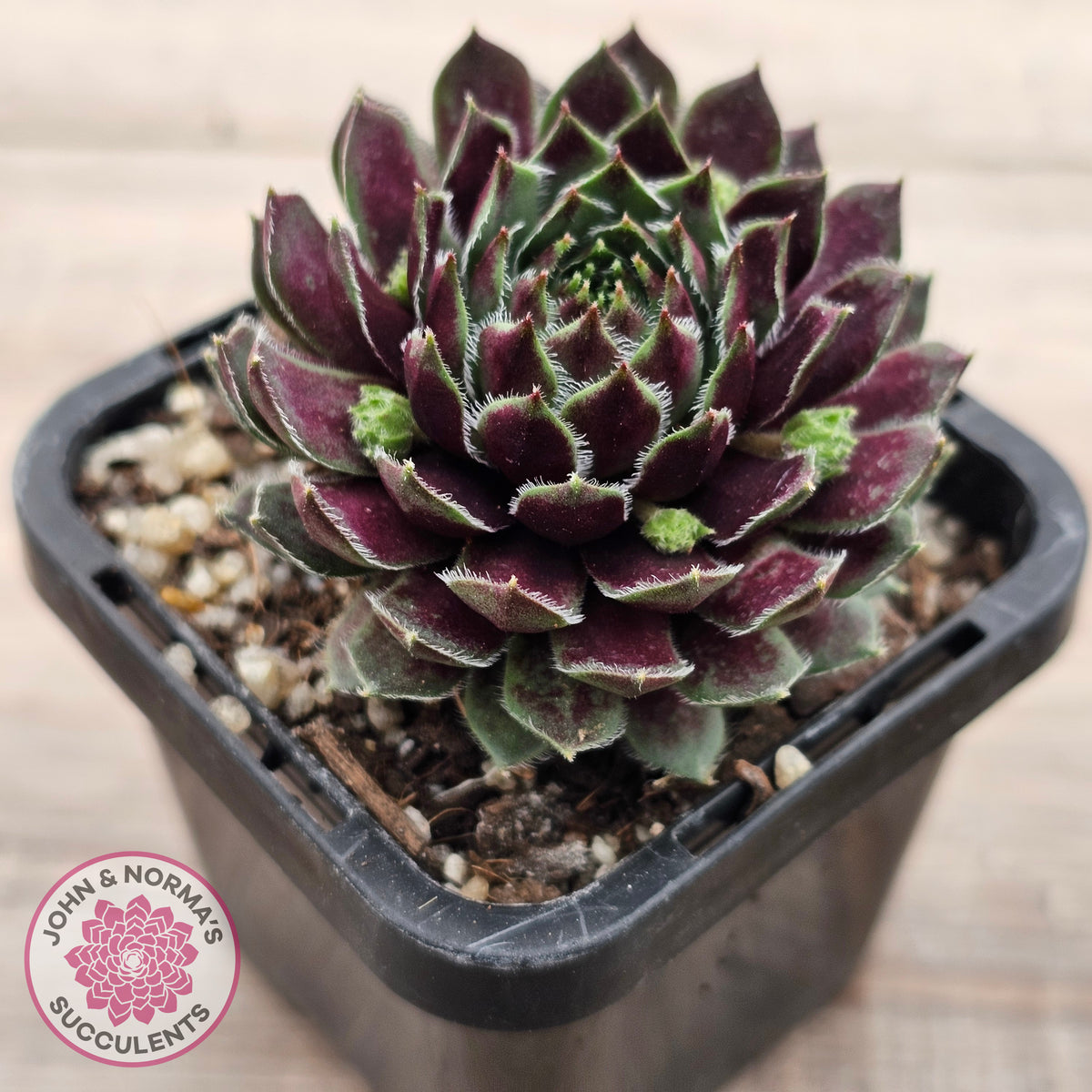 Sempervivum Black Mini