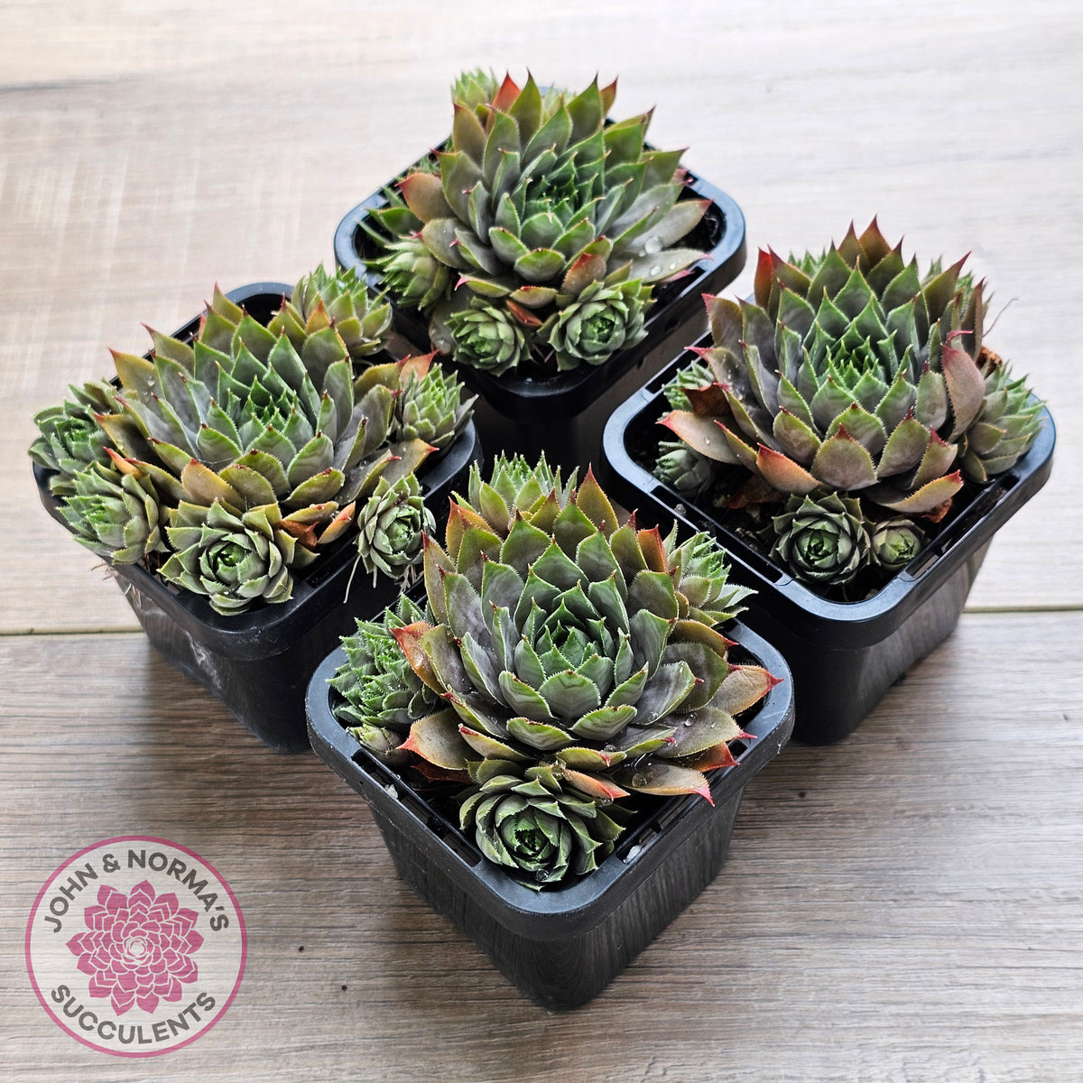 Sempervivum 'Blue Boy'