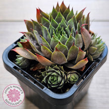 Load image into Gallery viewer, Sempervivum 'Blue Boy'