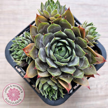 Load image into Gallery viewer, Sempervivum 'Blue Boy'