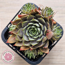 Load image into Gallery viewer, Sempervivum 'Blue Boy'
