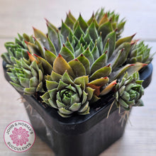 Load image into Gallery viewer, Sempervivum 'Blue Boy'