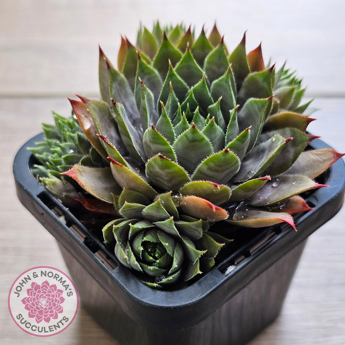Sempervivum 'Blue Boy'