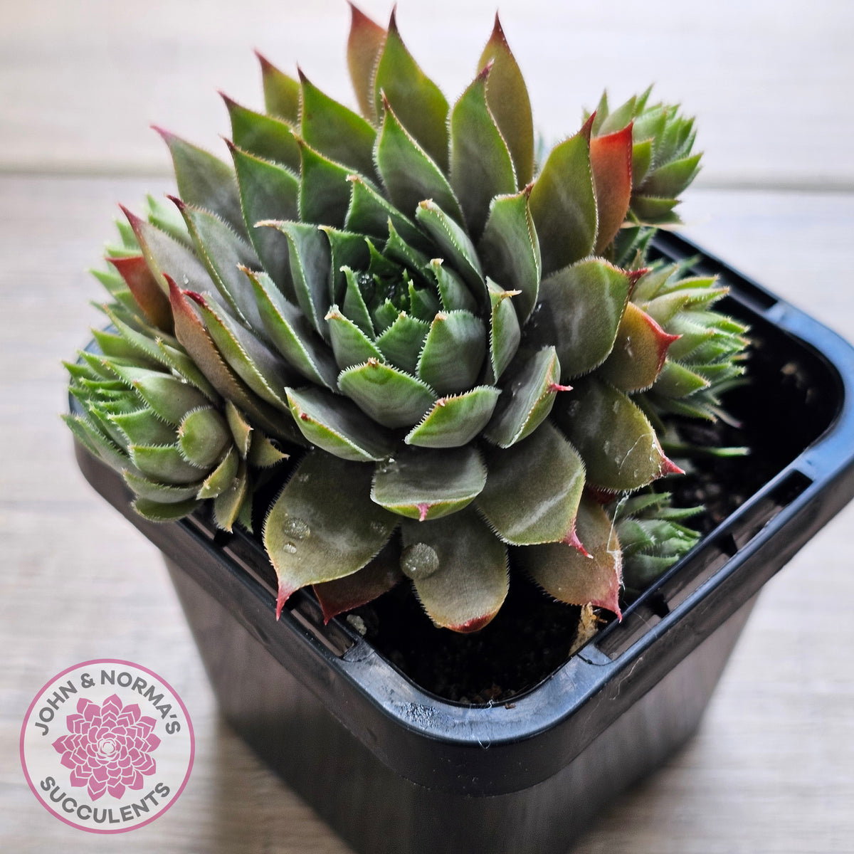 Sempervivum 'Blue Boy'