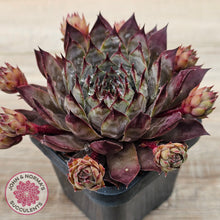 Load image into Gallery viewer, Sempervivum 'Blue Boy'