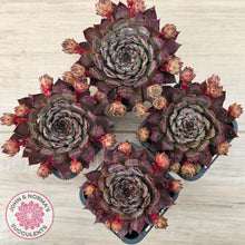 Load image into Gallery viewer, Sempervivum 'Blue Boy'