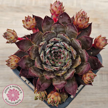 Load image into Gallery viewer, Sempervivum 'Blue Boy'