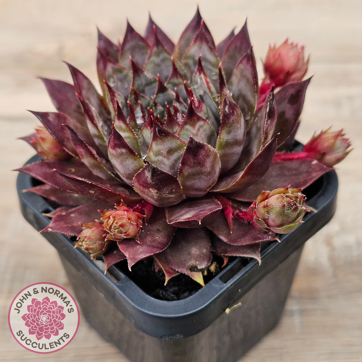 Sempervivum 'Blue Boy'