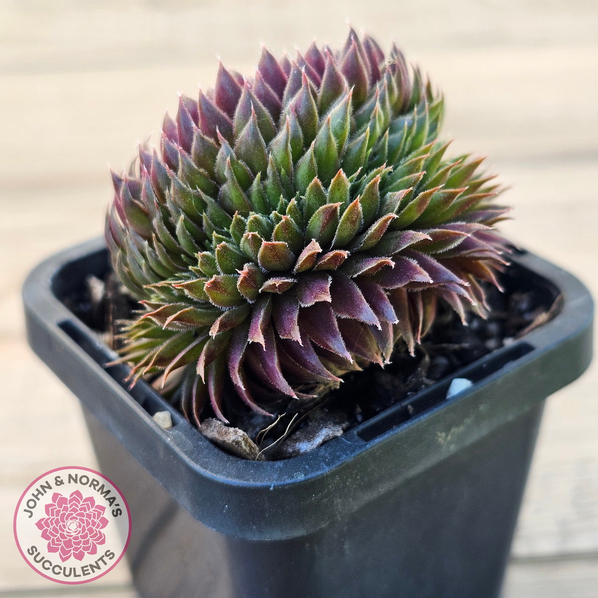 Sempervivum 'Centennial' Crest
