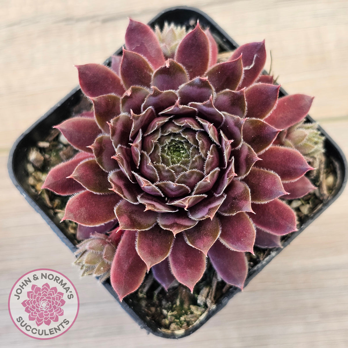 Sempervivum 'Centennial'