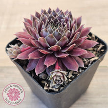Load image into Gallery viewer, Sempervivum 'Centennial'