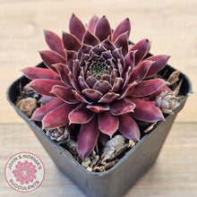 Load image into Gallery viewer, Sempervivum 'Centennial'