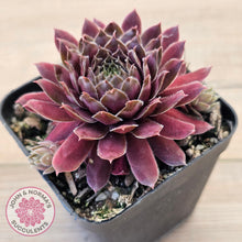 Load image into Gallery viewer, Sempervivum 'Centennial'