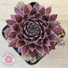 Load image into Gallery viewer, Sempervivum 'Centennial'