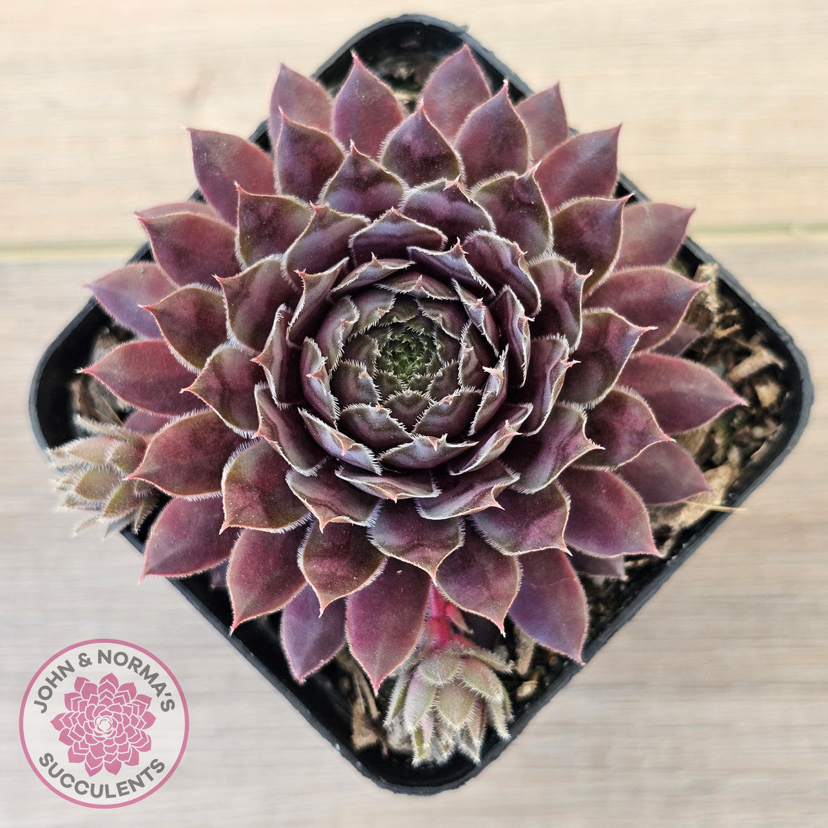 Sempervivum 'Centennial'