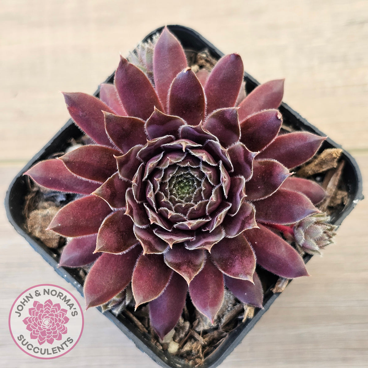 Sempervivum 'Centennial'