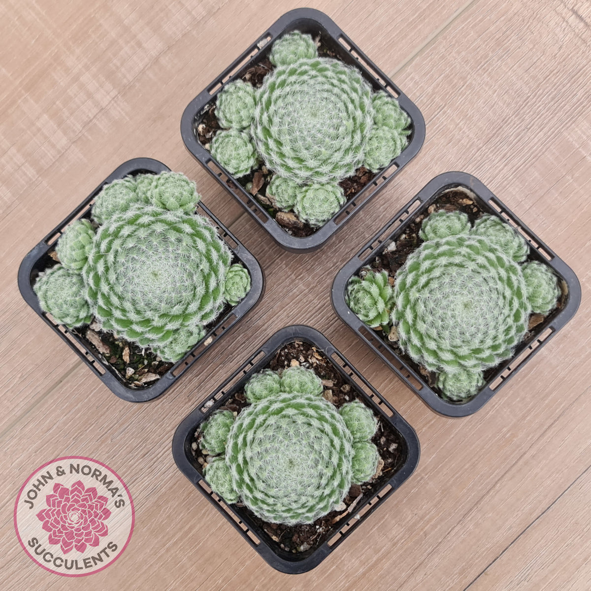 Sempervivum Ciliosum (multi)