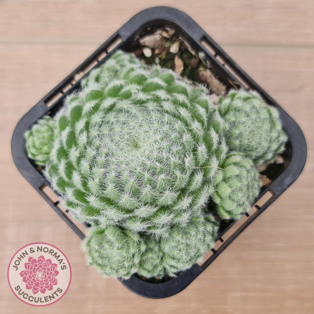 Sempervivum Ciliosum (multi)
