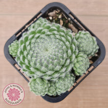 Load image into Gallery viewer, Sempervivum Ciliosum (multi w pups)