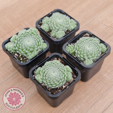 Load image into Gallery viewer, Sempervivum Ciliosum (multi w pups)