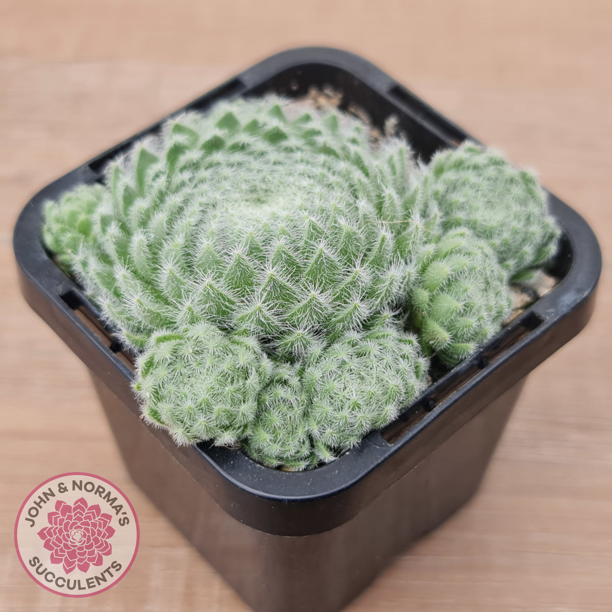 Sempervivum Ciliosum (multi)