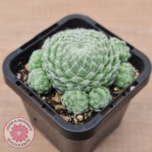 Load image into Gallery viewer, Sempervivum Ciliosum (multi w pups)