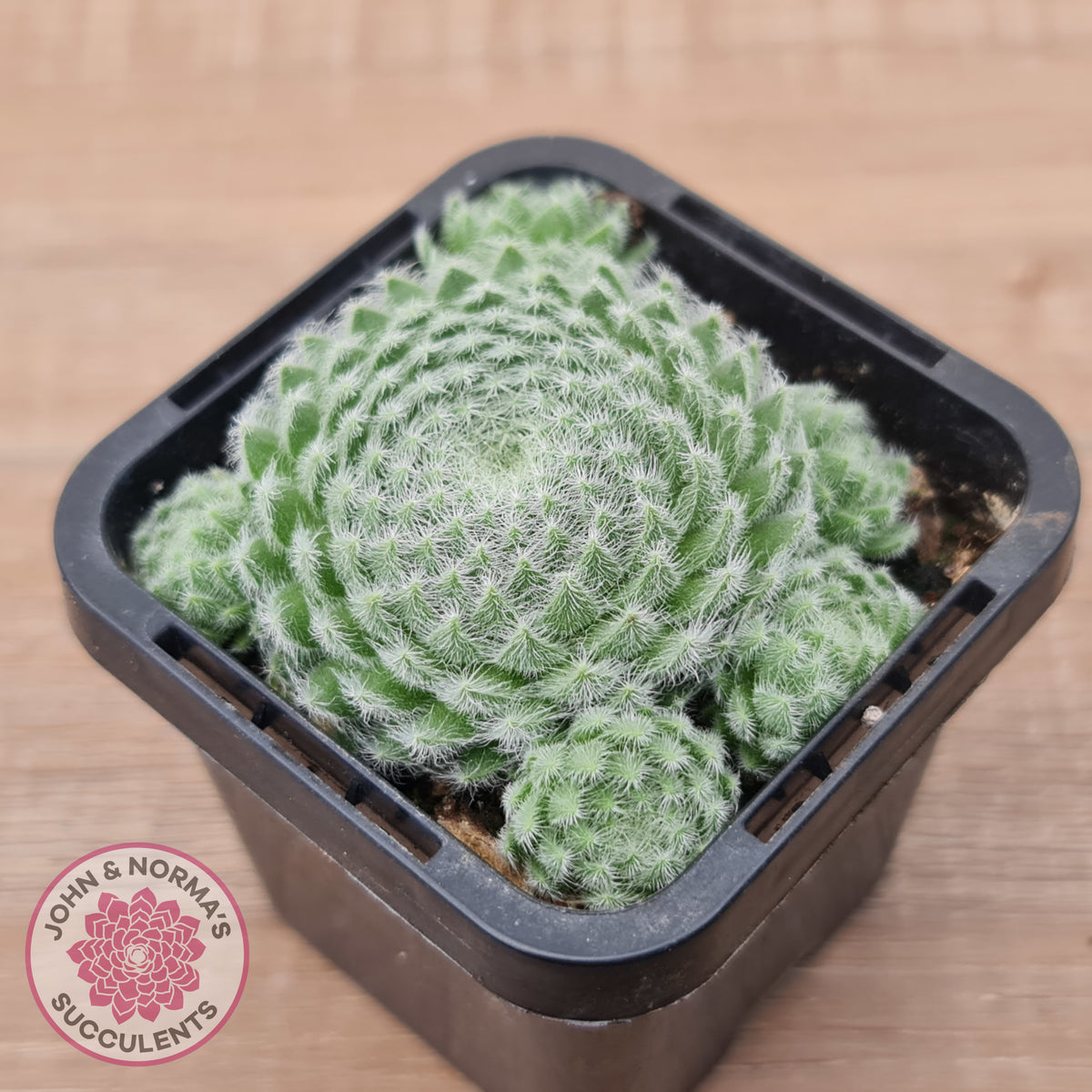Sempervivum Ciliosum (multi)