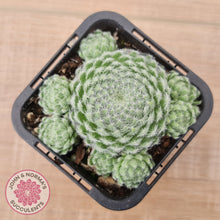 Load image into Gallery viewer, Sempervivum Ciliosum (multi w pups)