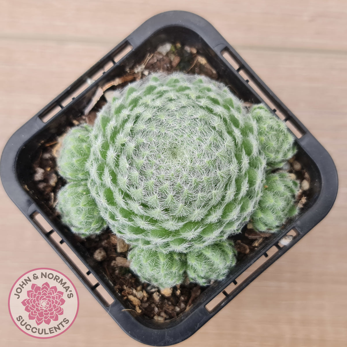 Sempervivum Ciliosum (multi)