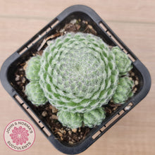 Load image into Gallery viewer, Sempervivum Ciliosum (multi w pups)