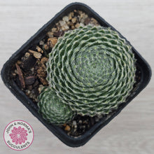 Load image into Gallery viewer, Sempervivum Ciliosum