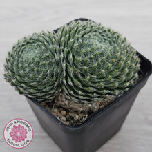 Load image into Gallery viewer, Sempervivum Ciliosum
