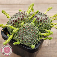 Load image into Gallery viewer, Sempervivum Ciliosum (multi w pups)