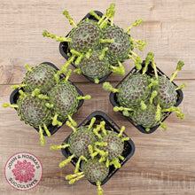 Load image into Gallery viewer, Sempervivum Ciliosum (multi w pups)