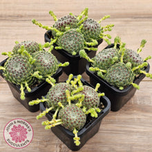 Load image into Gallery viewer, Sempervivum Ciliosum (multi w pups)