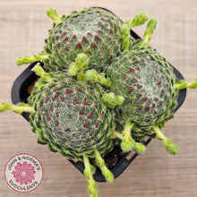 Load image into Gallery viewer, Sempervivum Ciliosum (multi w pups)
