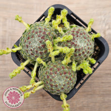 Load image into Gallery viewer, Sempervivum Ciliosum (multi w pups)