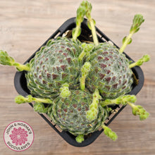 Load image into Gallery viewer, Sempervivum Ciliosum (multi w pups)