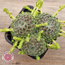 Load image into Gallery viewer, Sempervivum Ciliosum (multi w pups)