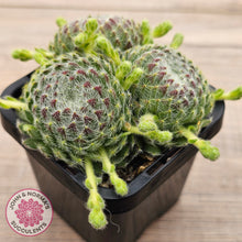 Load image into Gallery viewer, Sempervivum Ciliosum (multi w pups)