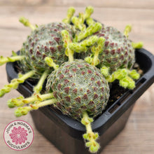 Load image into Gallery viewer, Sempervivum Ciliosum (multi w pups)